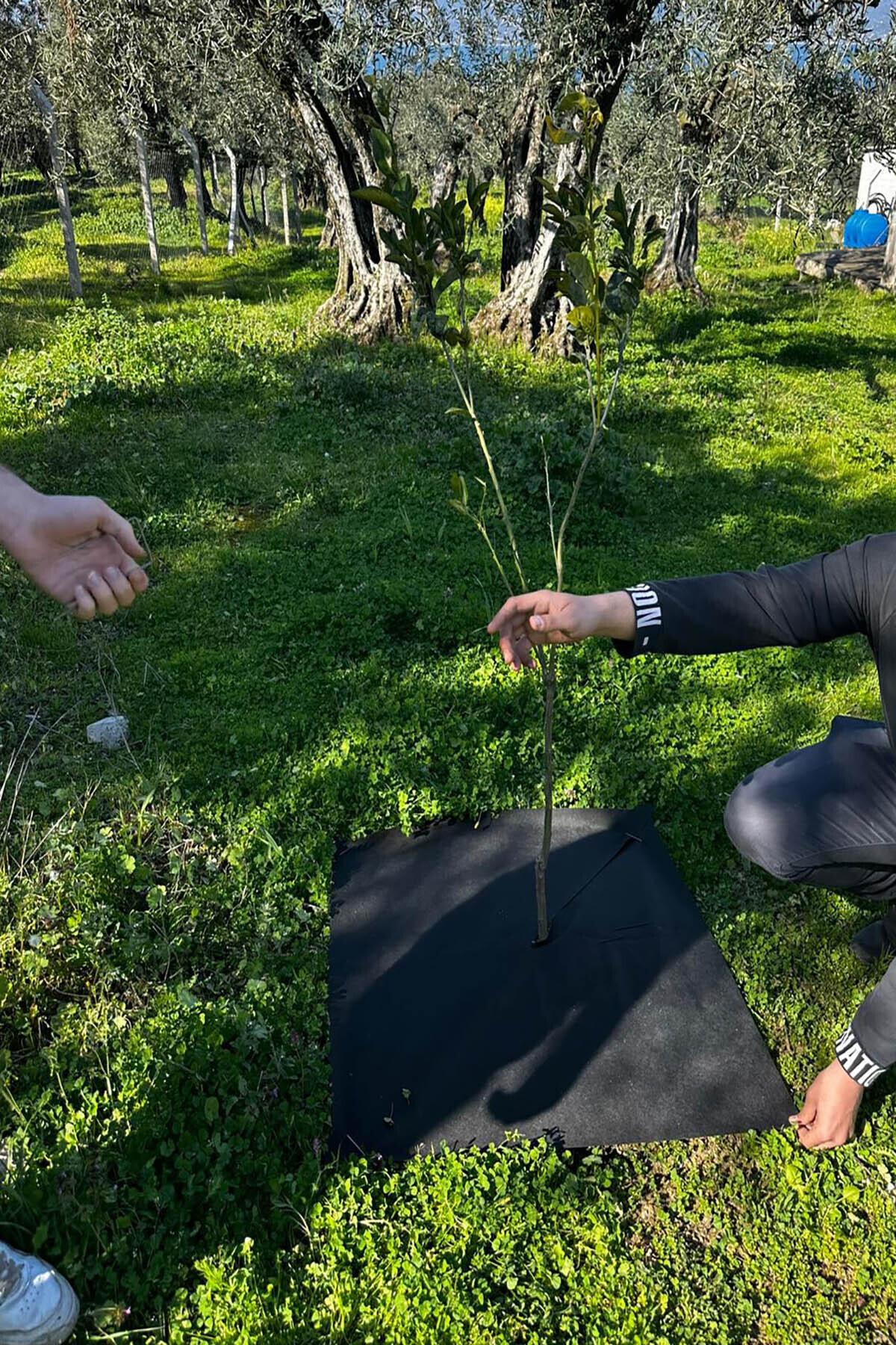 Arel Tarım Bitki Paspası (80*80 cm) 5'li