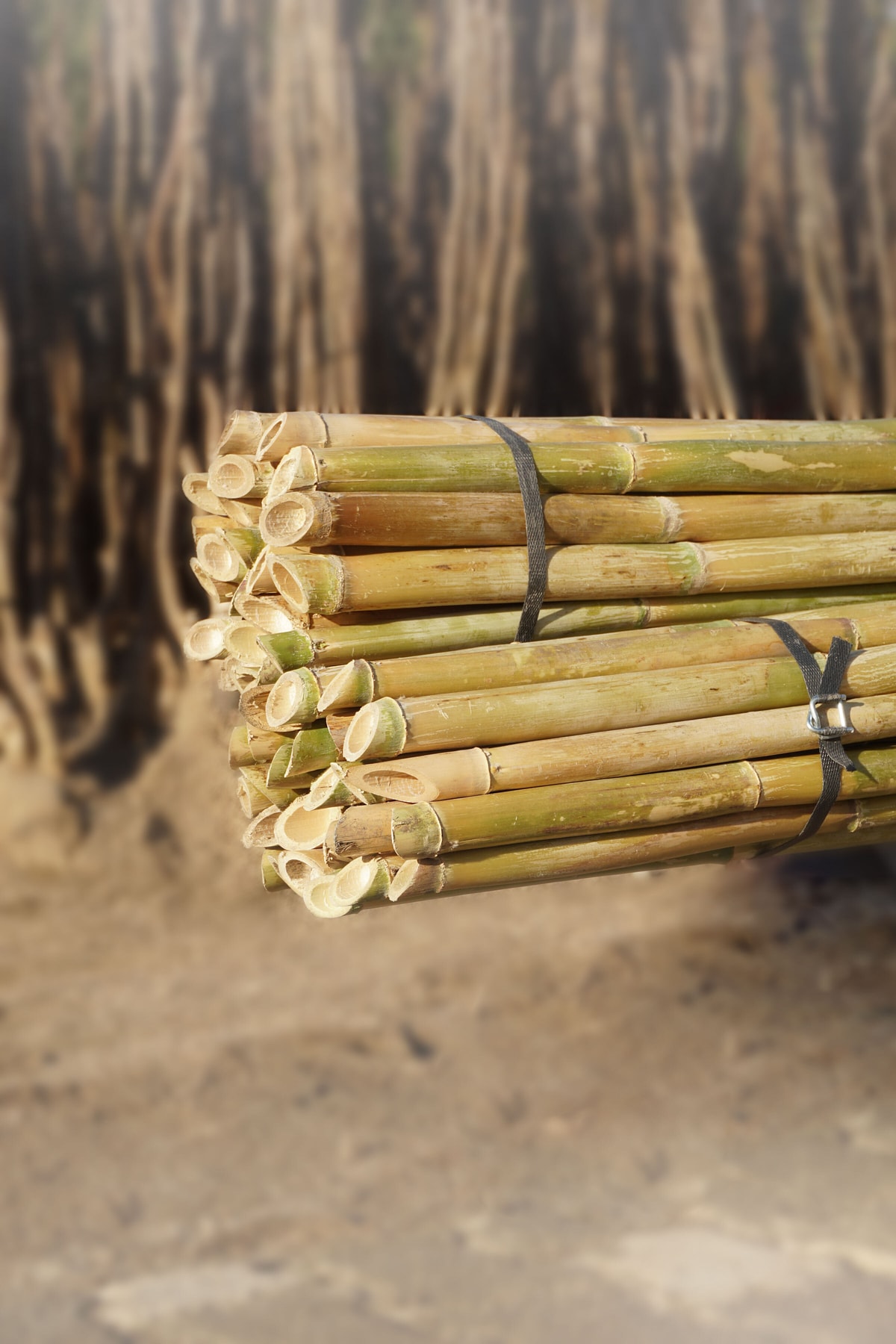 1_org_zoom - 2025-10-02T112119.613 Arel Tarım Kargı (240 cm) – Bitki Destek Çubuğu - Görsel 1