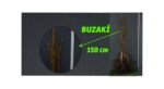 Açık Köklü İçi Kırmızı Ceviz Fidanı (BUZAKİ)  1-1,5 mt.