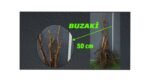 Açık Köklü İçi Kırmızı Ceviz Fidanı (BUZAKİ)  (0-50 cm)