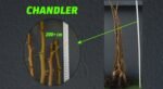 Açık Köklü Chandler Ceviz Fidanı- (200+ cm) - Görsel 2
