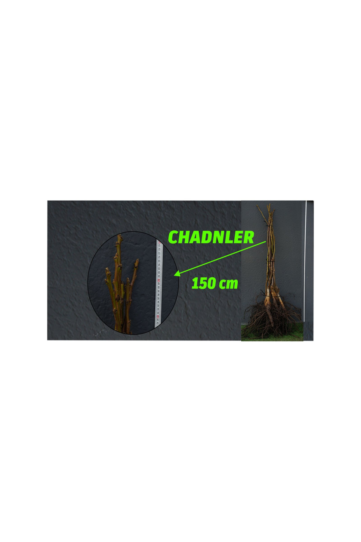 Açık Köklü Chandler Fidanı- (100-150 cm)