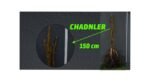 Açık Köklü Chandler Fidanı- (100-150 cm)