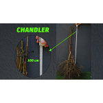 Açık Köklü Chandler Ceviz Fidanı   (100-150cm) - Görsel 2