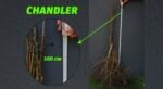 Açık Köklü Chandler Ceviz Fidanı   (100-150cm) - Görsel 2