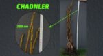 Açık Köklü Chandler Fidanı- (150-200 cm) - Görsel 2