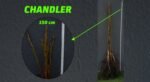Açık Köklü Chandler Fidanı- (100-150 cm) - Görsel 2