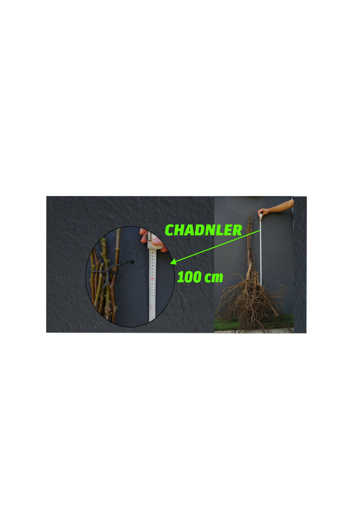 Açık Köklü Chandler Ceviz Fidanı   (100-150cm)