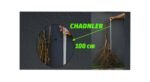 Açık Köklü Chandler Ceviz Fidanı    (80-100cm)