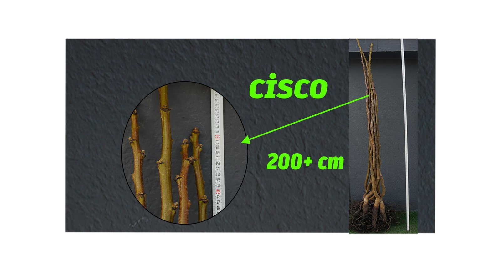 CISCO-1 Açık Köklü Cisco Ceviz Fidanı (200+ cm) - Görsel 1