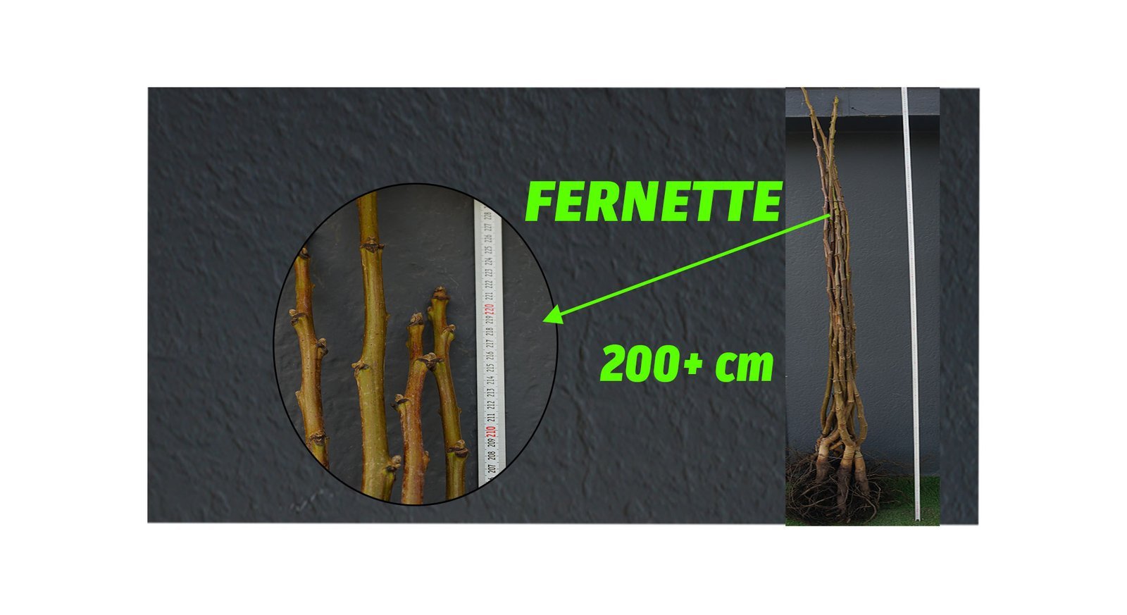 FERNETTE-1 Açık Köklü Fernette Ceviz Fidan- (200+ cm) - Görsel 1
