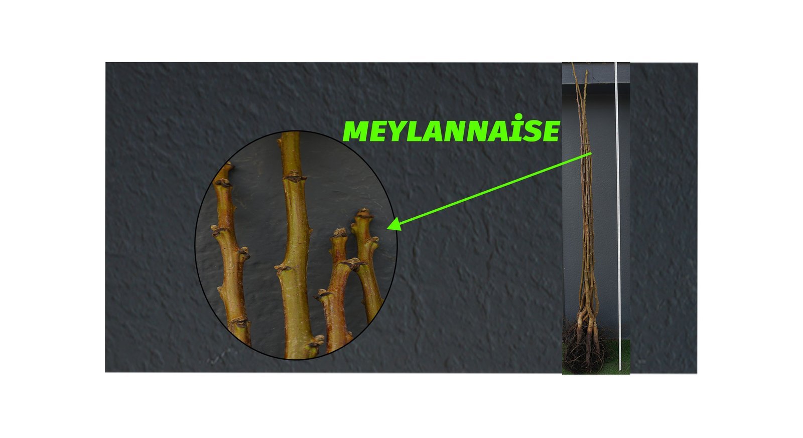 MEYLANNAISE-2 Açık Köklü Meylannaise Ceviz Fidanı - Görsel 1