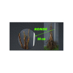 Açık Köklü Ronde Ceviz Fidanı (0-50 cm)