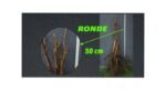 Açık Köklü Ronde Ceviz Fidanı (0-50 cm)