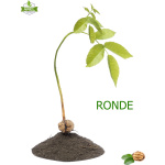 Açık Köklü Ronde Ceviz Fidanı (0-50 cm) - Görsel 2