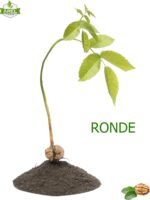 Açık Köklü Ronde Ceviz Fidanı (0-50 cm) - Görsel 2