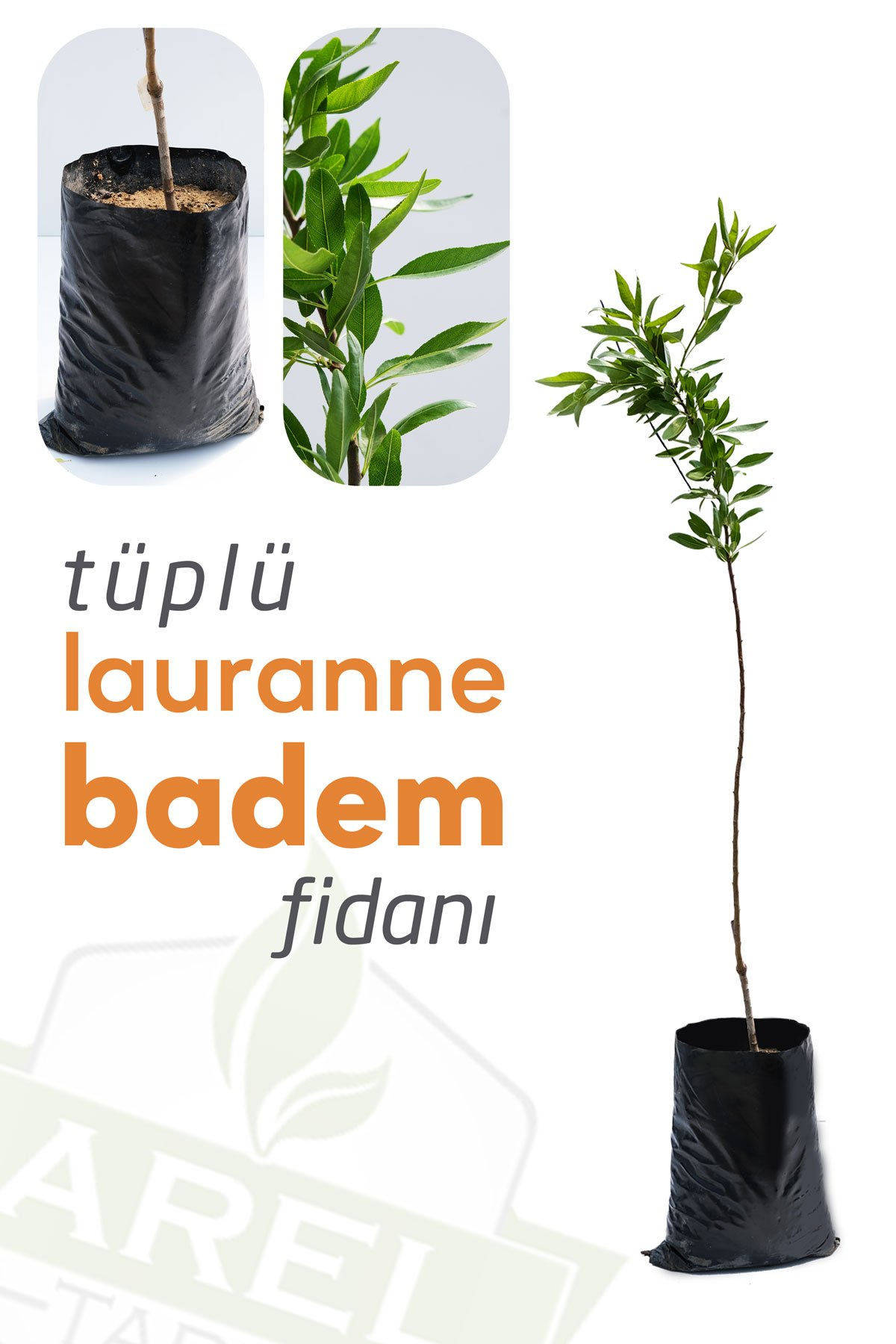 ------Tüplü Lauranne Badem Fidanı-----  (Garnem ANAÇ 100 + cm)