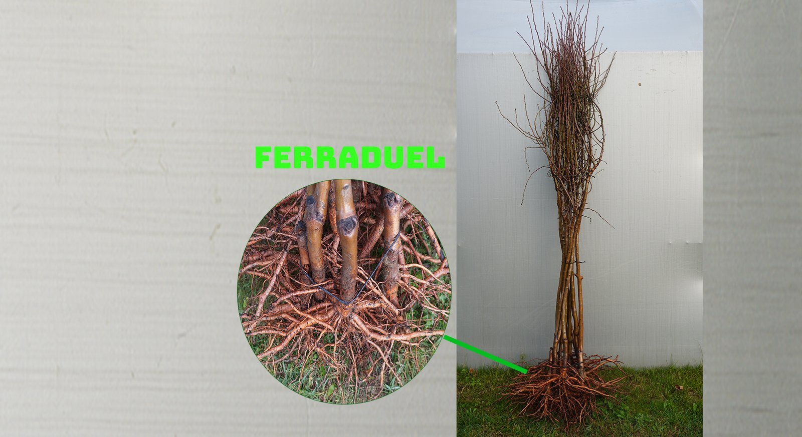 ferrad Açık Köklü Ferraduel Badem Fidanı (Büyük Boy) - Görsel 1
