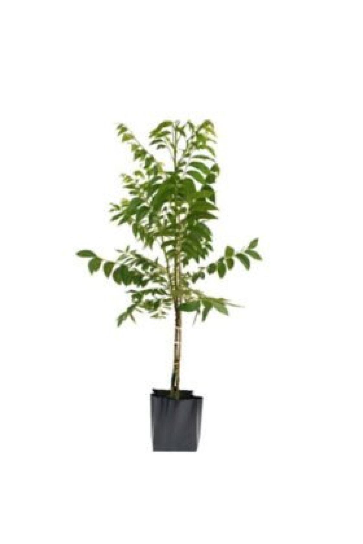 Tüplü Iverto Ceviz Fidanı (Büyük)