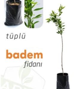 Tüplü Ferragnes Badem Fidanı 50-100cm (Garnem ANAÇ)