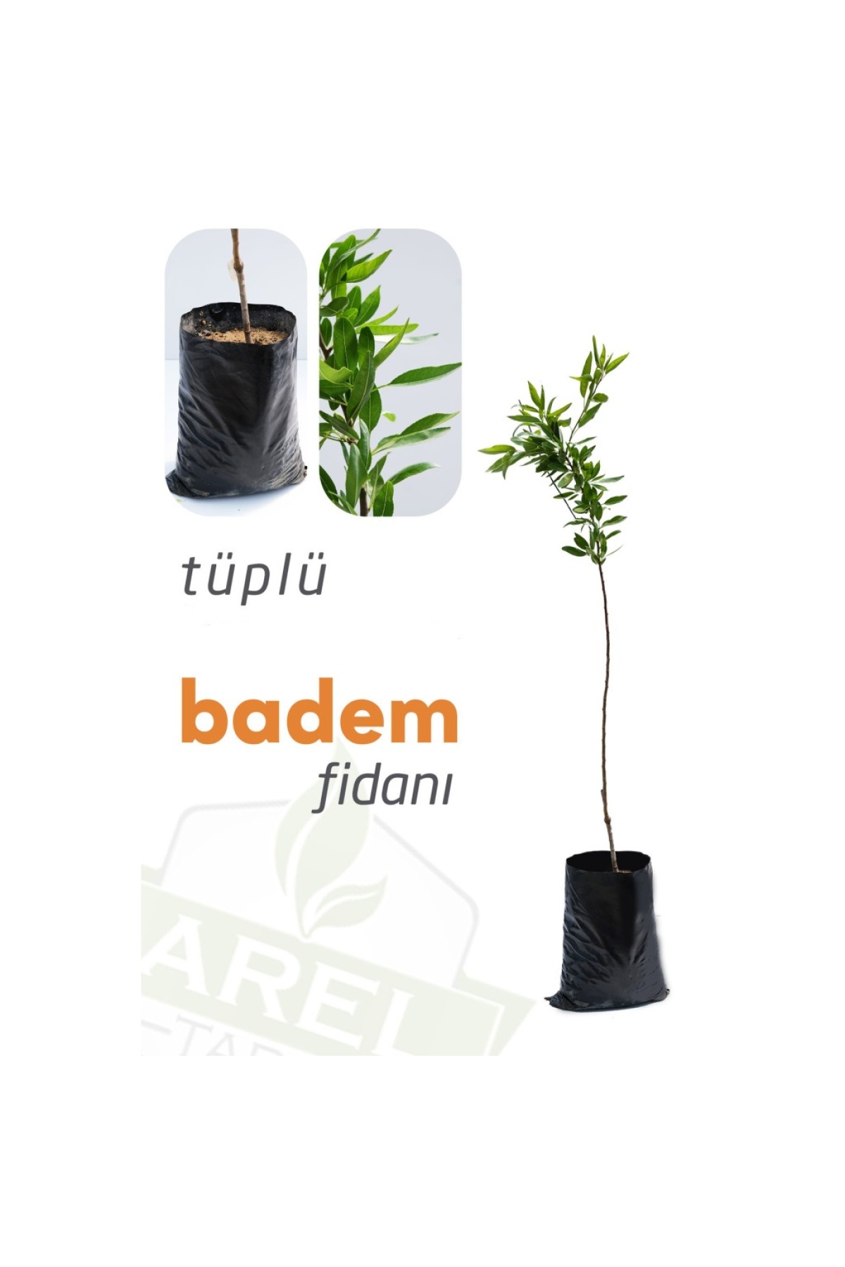 Tüplü Makako Badem Fidanı           Garnem ANAÇ (50-100 cm)