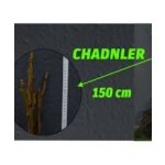 Açık Köklü Chandler Ceviz Fidanı   (100-150cm)