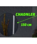Açık Köklü Chandler Ceviz Fidanı   (100-150cm)